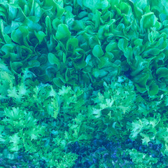 Fototapeta na wymiar Fresh leaves green lettuce.