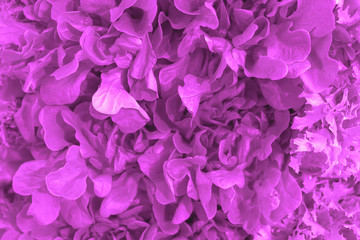 Fresh leaves green lettuce toned in pink.