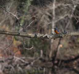 Kingfisher (Alcedo atthis) also known as 