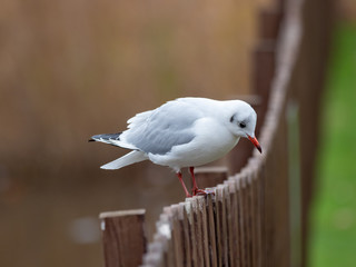 Urban Black-headed gull - winter plumage -