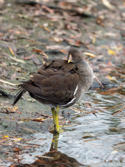 Urban Moorhen, Gallinula chloropus, single young bird on pond edge
