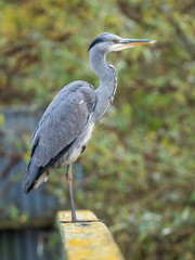 Obraz premium Urban Grey Heron (ardea cinerea )