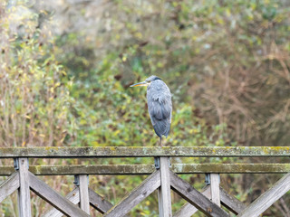 Urban Grey Heron (ardea cinerea )