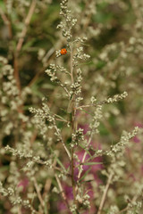 Red ladybug crawling on grass, leaves in a green field