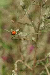 Red ladybug crawling on grass, leaves in a green field