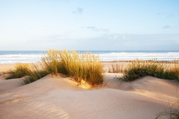Fototapeta na wymiar Sand dunes and ocean at sunny morning, Pensacola, Florida.