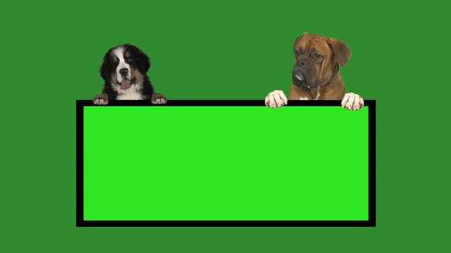 Dog, Chroma Key. Television Set With Green Screen