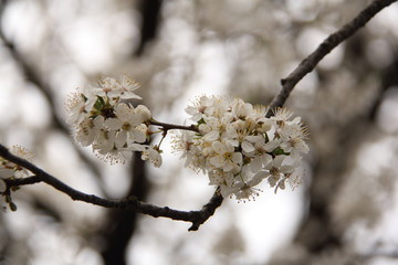 Beautiful pink cherry blossom