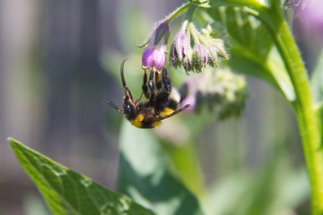 bee on flower