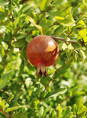 Fresh pomegranate on tree. Natural healthy food.