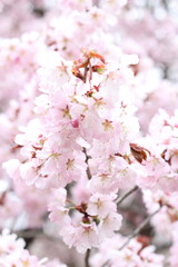 Beautiful pink cherry blossom