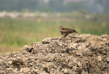 kite on rocks