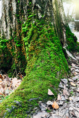 mossy tree trunk detail in the park
