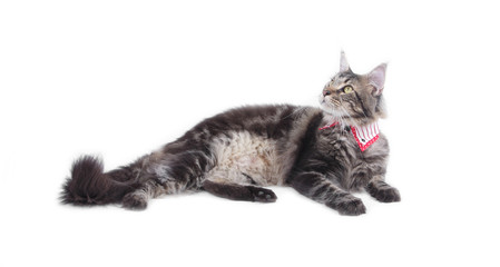 Obraz premium Big tabby Maine Coon cat isolated on white background