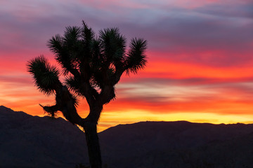 silhouette of palm tree at sunset