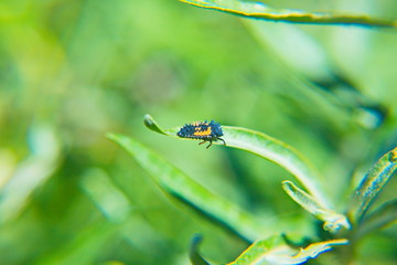 dragonfly on leaf