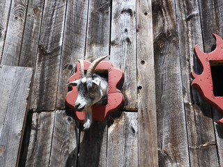 bouc à la fenêtre