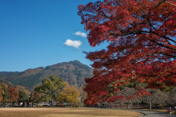 京都、宝ヶ池公園の北園の紅葉と比叡山を望む