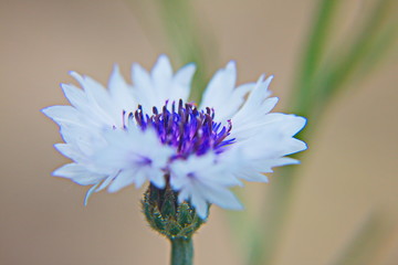 flower on blue background