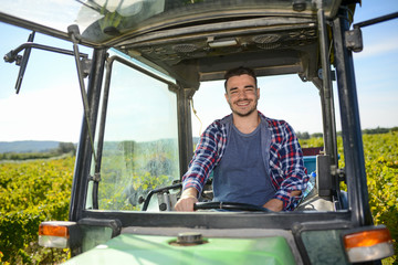 handsome man farmer in the vine driving a tractor and harvesting ripe grape during wine harvest season in vineyard