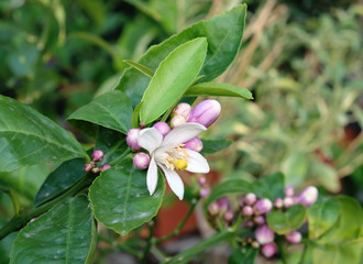 Spring flowering citrus trees