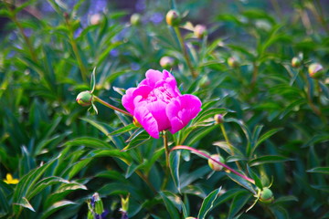 flower in the garden