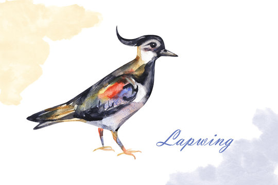 Watercolor hand painted lapwing bird for your creative space ,for books illustration or cards. Colorful image isolated on white background