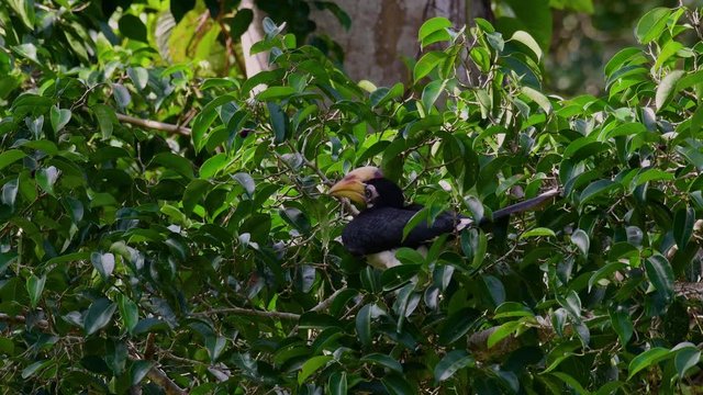 Oriental Pied Hornbill, Anthracoceros albirostris, looking for a potential ripened fruit to eat at Kaeng Krachan National Park.