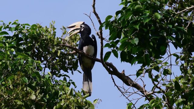 Sunda Pied Hornbill, Anthracoceros albirostris, perched within a tree opening its mouth as it looks to its right side.
