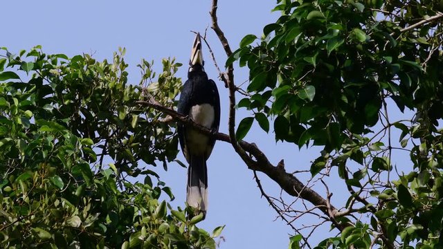 Indo-Malayan Hornbill, Anthracoceros albirostris, perched within a tree opening its mouth as it looks around.