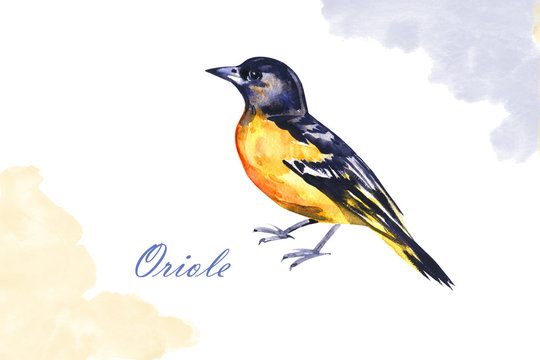 Watercolor drawing bird, yellow oriole painted at white background, hand drawn illustration