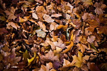 autumn leaves background