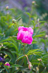 flower in the garden