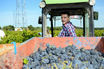 handsome man farmer in the vine driving a tractor and harvesting ripe grape during wine harvest...