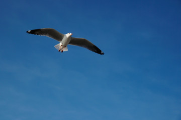 Seagull flying in blue sky.
