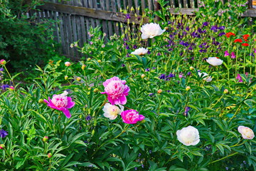 spring flowers in the grass