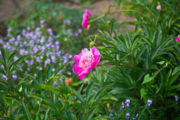 red flowers in the garden