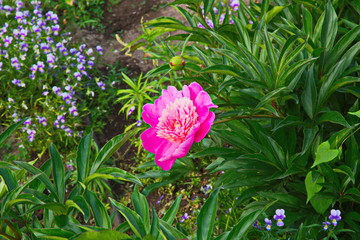 flower in the garden