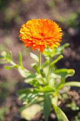 orange flower in the garden