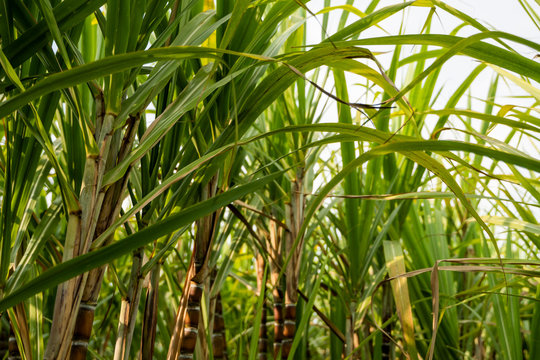 Sugarcane planted to produce sugar and food. Food industry. Sugar cane fields, culture tropical and planetary stake. Sugarcane plant sent from the farm to the factory to make sugar.