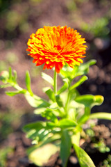 orange flower in the garden