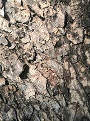 bark of tree