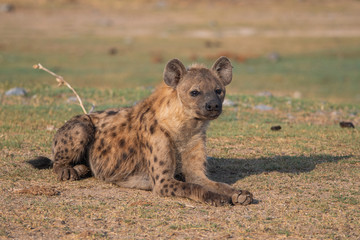 spotted Hyena