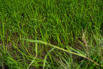 Green rice field in a daylight. Harvest of rice. Beautiful terraces of rice field in water season and Irrigation. Agriculture.