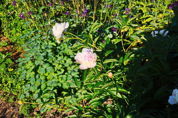 flowers in the garden