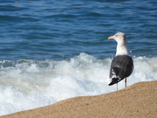 oiseau à la plage