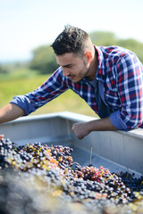 handsome man farmer in the vine proudly looking at the ripe grapes harvest during wine harvest season in vineyard