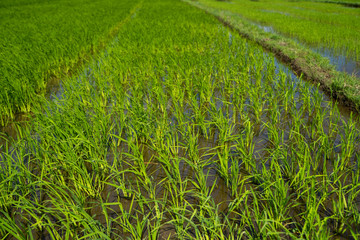 Green rice field in a daylight. Harvest of rice. Beautiful terraces of rice field in water season and Irrigation. Agriculture.
