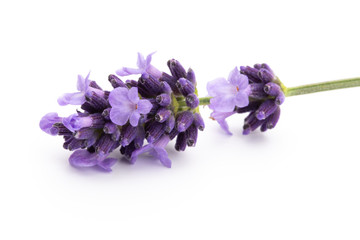 Lavender flowers on a white background.