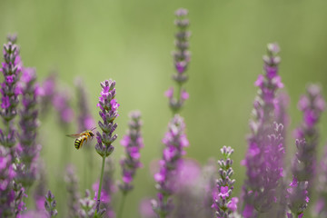 ape in volo su fiori di lavanda